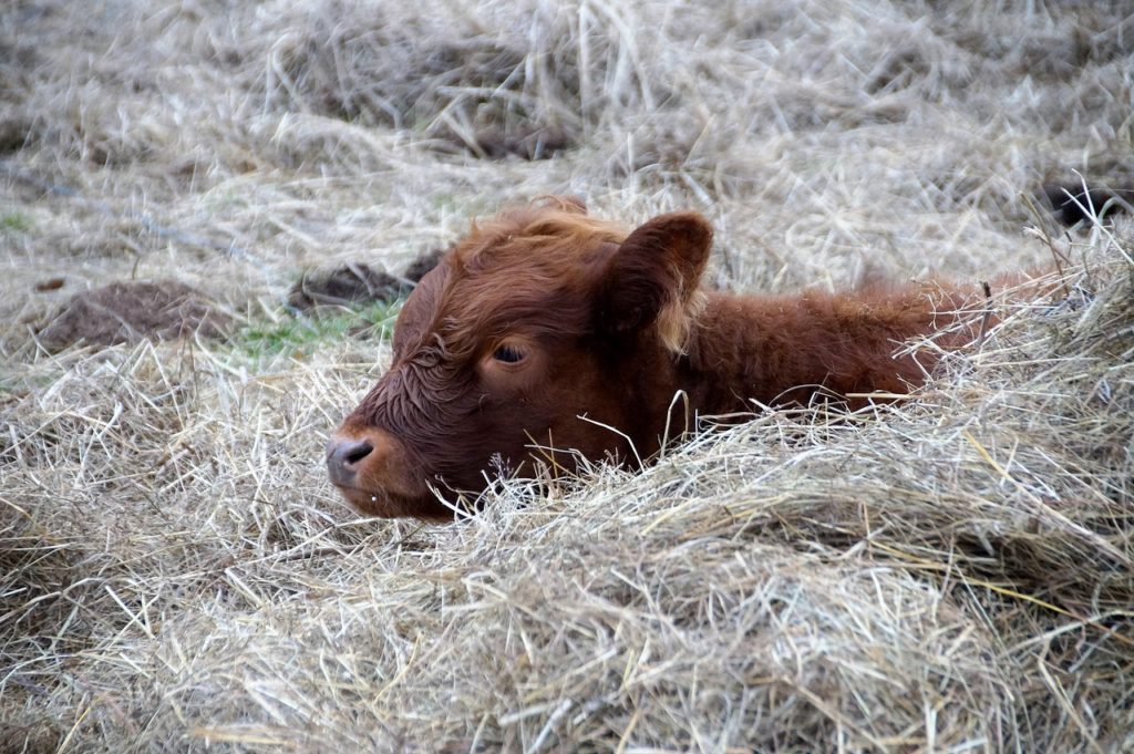 cow, calf, rest