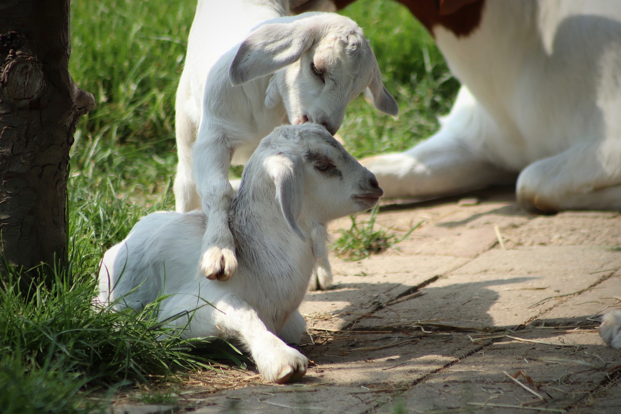 kid, goats, playful