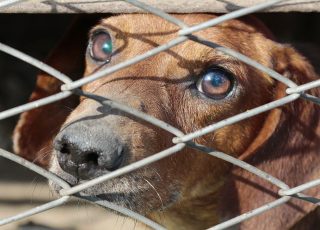 dachshund, cage, dog