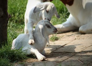 kid, goats, playful